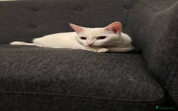 Turkish Angora cats for sale: 1 year Turkish angora Female - Image 3