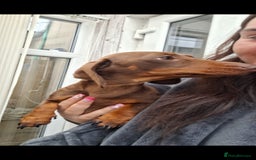 Miniature Dachshund dogs for sale:                  KC REG MINATURE CHOCOLATE AND TAN - Image 5