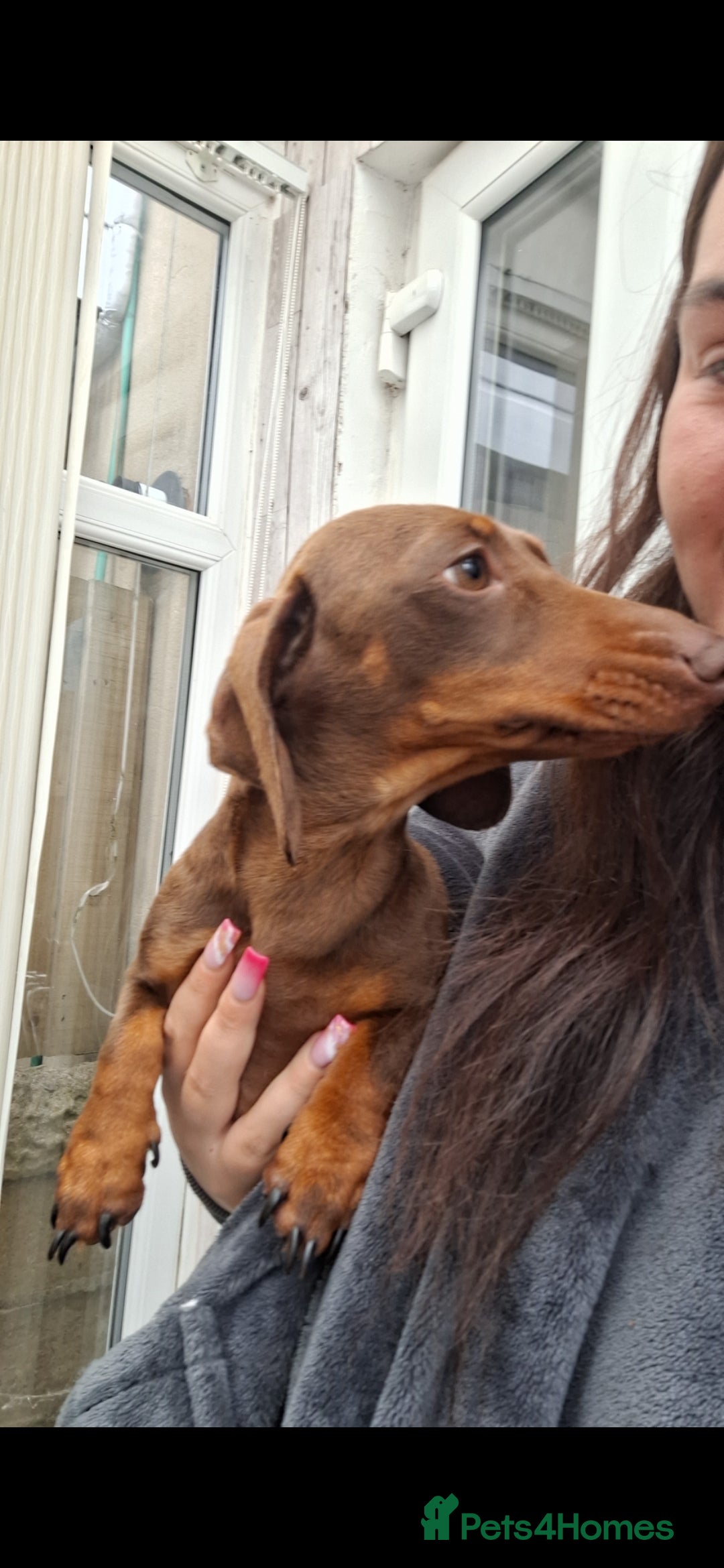 Miniature Dachshund dogs for sale:                  KC REG MINATURE CHOCOLATE AND TAN - Image 5