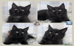 Maine Coon cats for sale: TICA registered adorable Maine coon kittens - Image 6