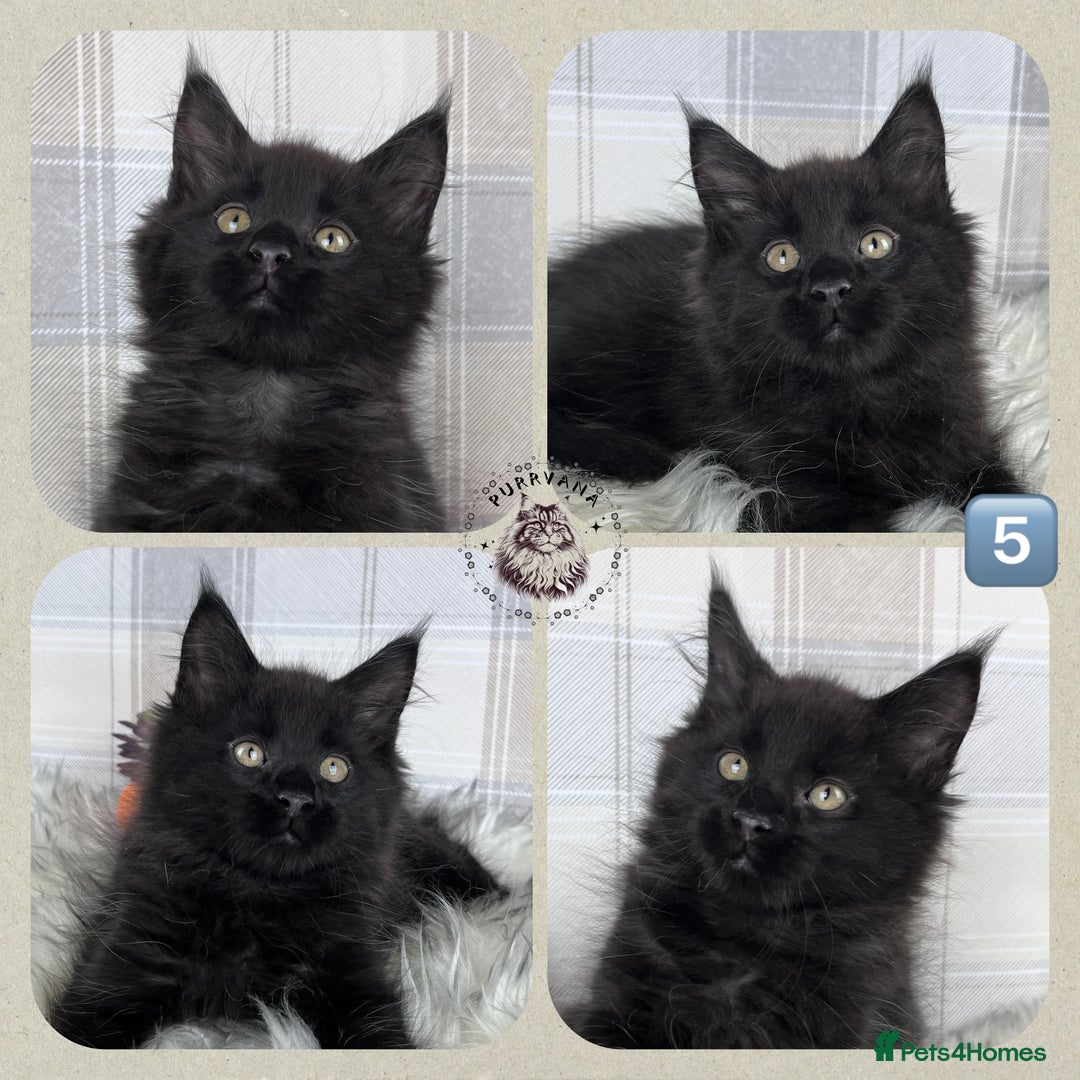 Maine Coon cats for sale: TICA registered adorable Maine coon kittens - Image 6