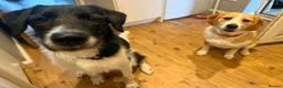 Mixed Breed dogs for adoption: LUCIA - ALL HEART ❤️ CUDDLES & FUN in Derby - Advert 10