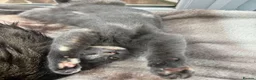 British Shorthair cats for sale: Beautiful Tortoise Female  - Advert 6