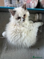 Ragdoll cats Gorgeous Tica mink ragdoll kittens ready now - Advert 3
