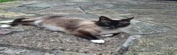 Mixed Breed cats for sale: MS BOGDANOVA  - Advert 1