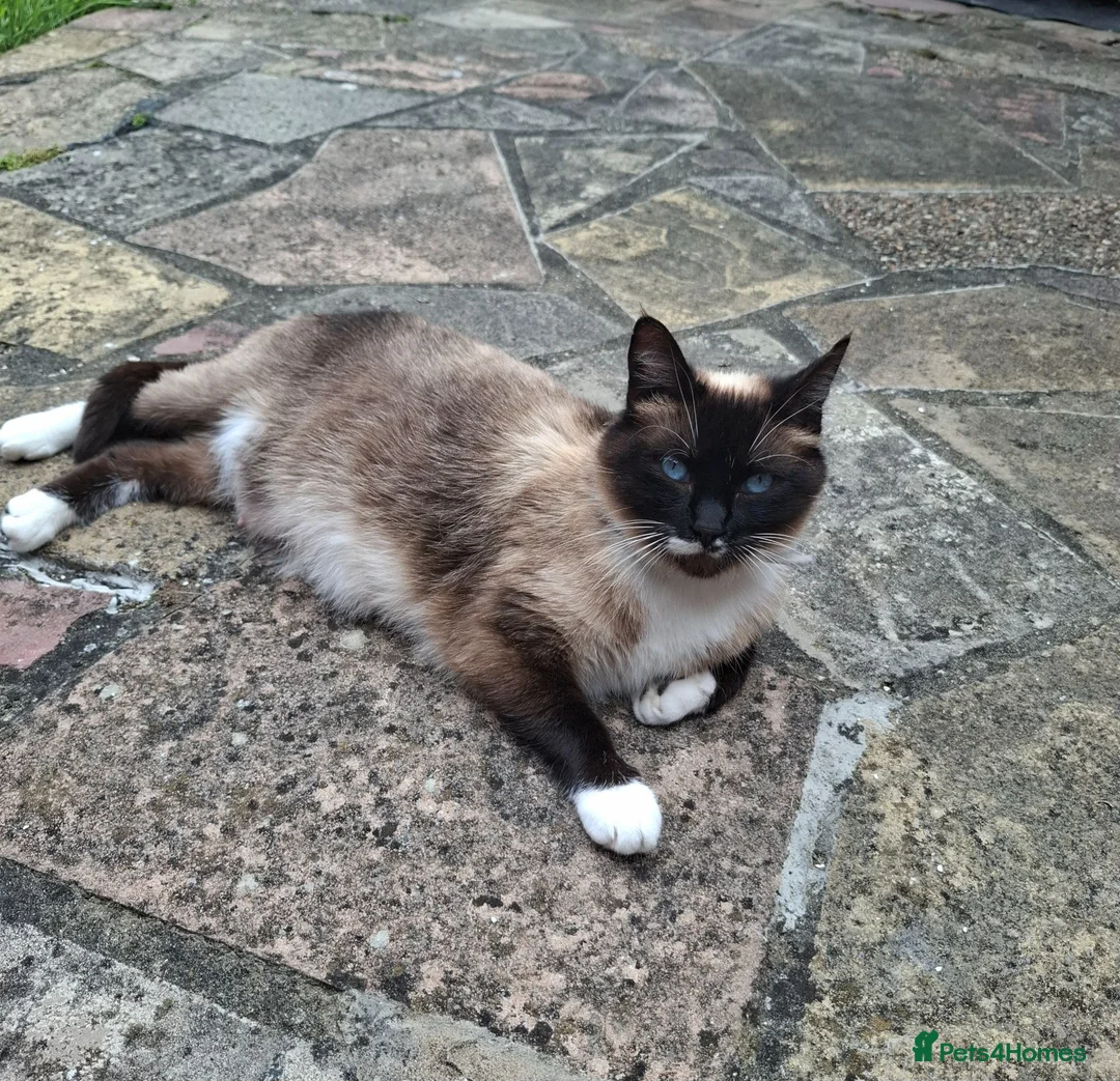 Mixed Breed cats for sale: MS BOGDANOVA  - Advert 1