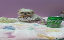 Maltipoo dogs for sale: Luxury Korean F1b maltipoos 😍🐶🐾 - Image 7
