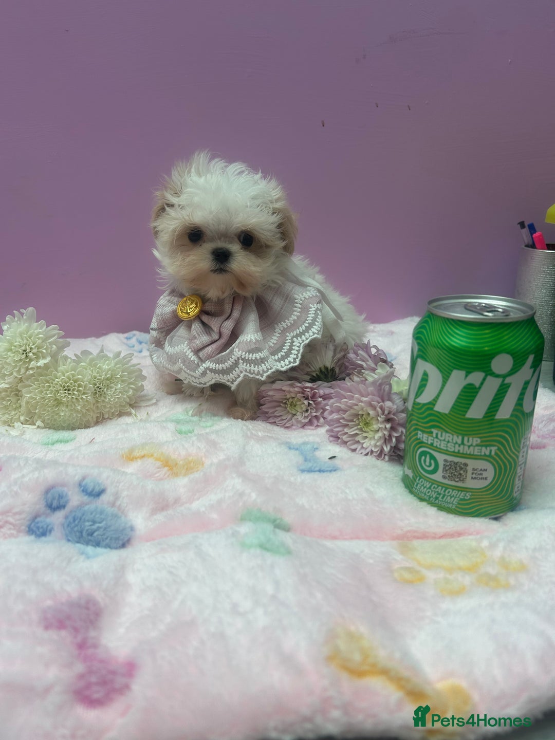 Maltipoo dogs for sale: Luxury Korean F1b maltipoos 😍🐶🐾 - Image 7