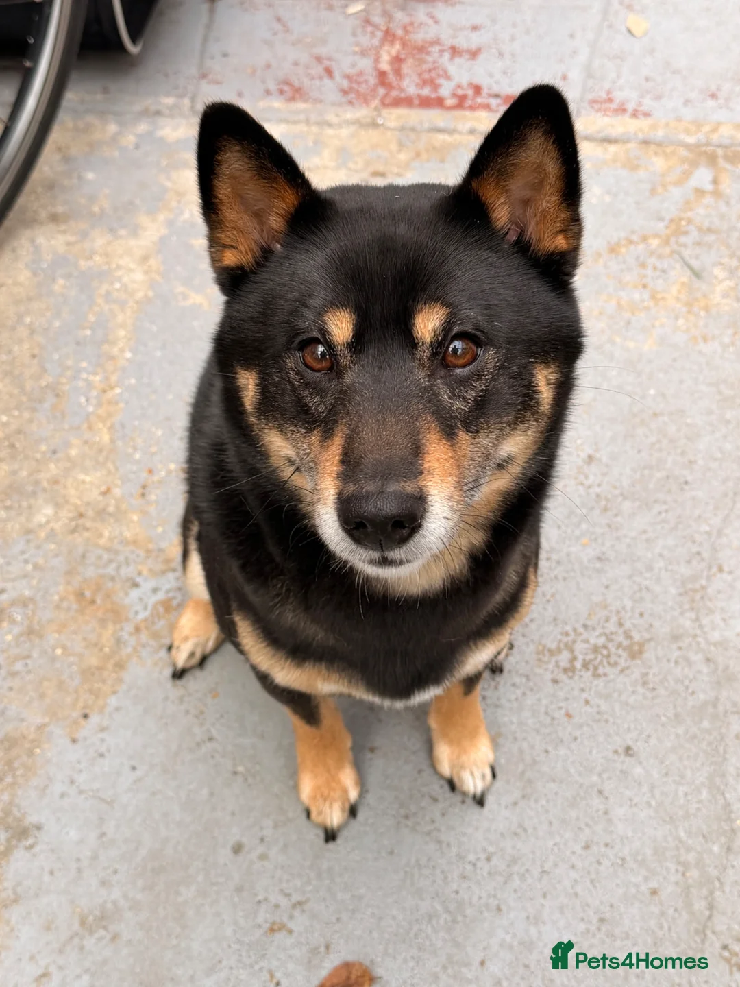 Japanese Shiba Inu dogs for stud: Happy and Healthy Shiba Male Stud available in Woodford Green - Advert 19