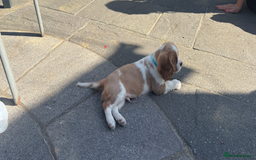 Cavalier King Charles Spaniel dogs for sale: Cavalier King Charles Spaniel  - Image 11