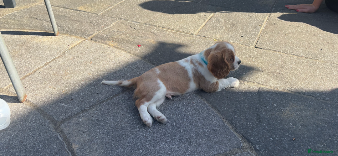 Cavalier King Charles Spaniel dogs for sale: Cavalier King Charles Spaniel  - Image 11
