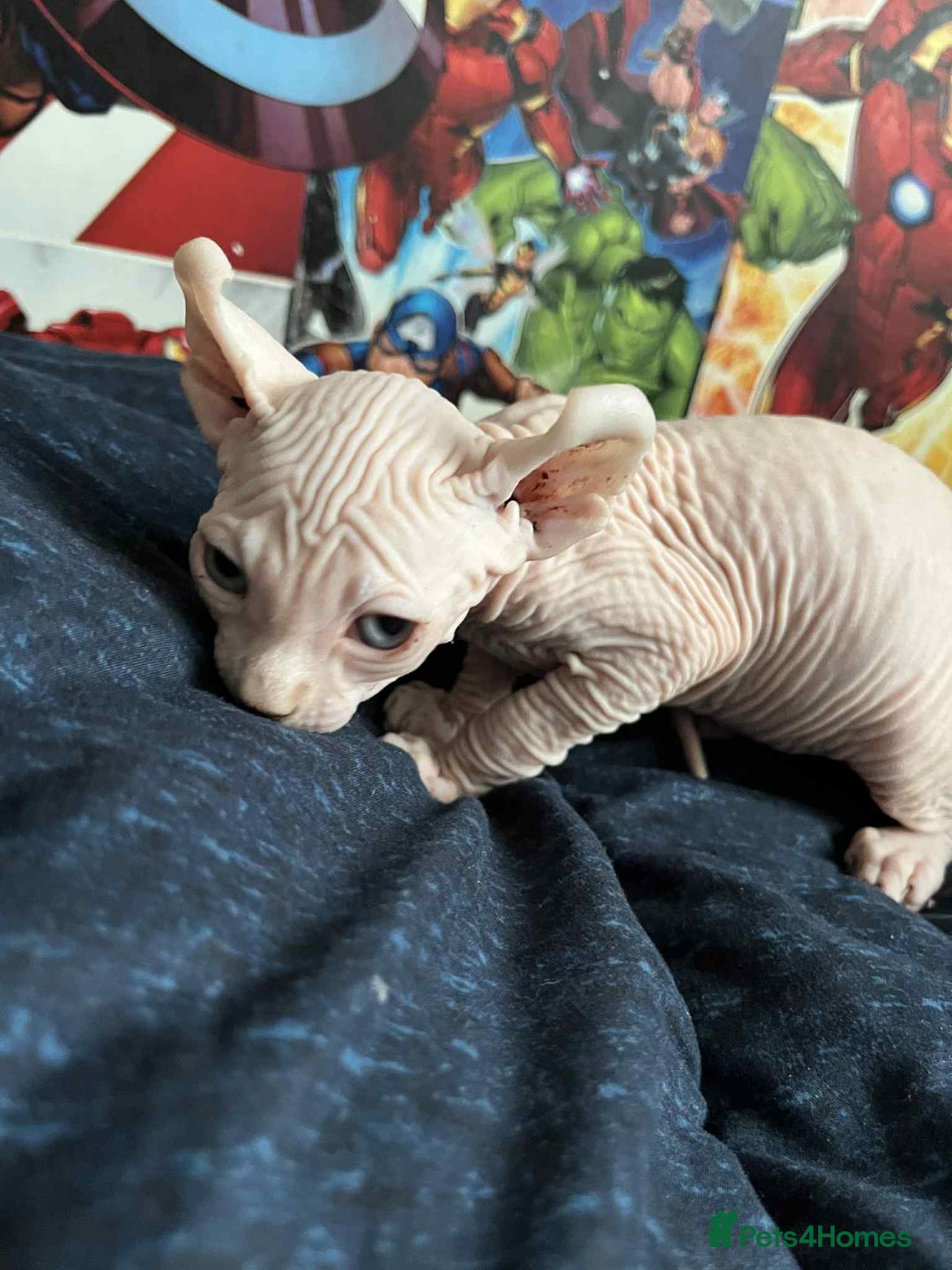 Sphynx cats for sale: Sphynx kittens  - Image 2