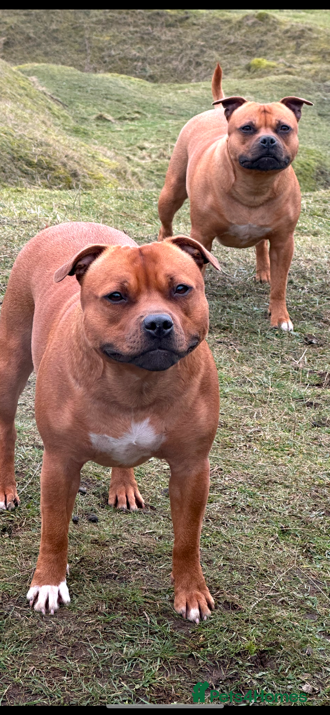 Staffordshire Bull Terrier dogs for sale: Amazing True To Type Staffordshire bull terriers  - Image 14