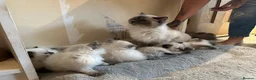 Ragdoll cats for sale: Chocolate point and blue pointed lynx ragdolls - Advert 8