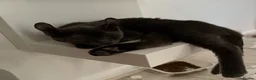 Sphynx cats for sale: Stunning sphinx kittens  - Advert 3