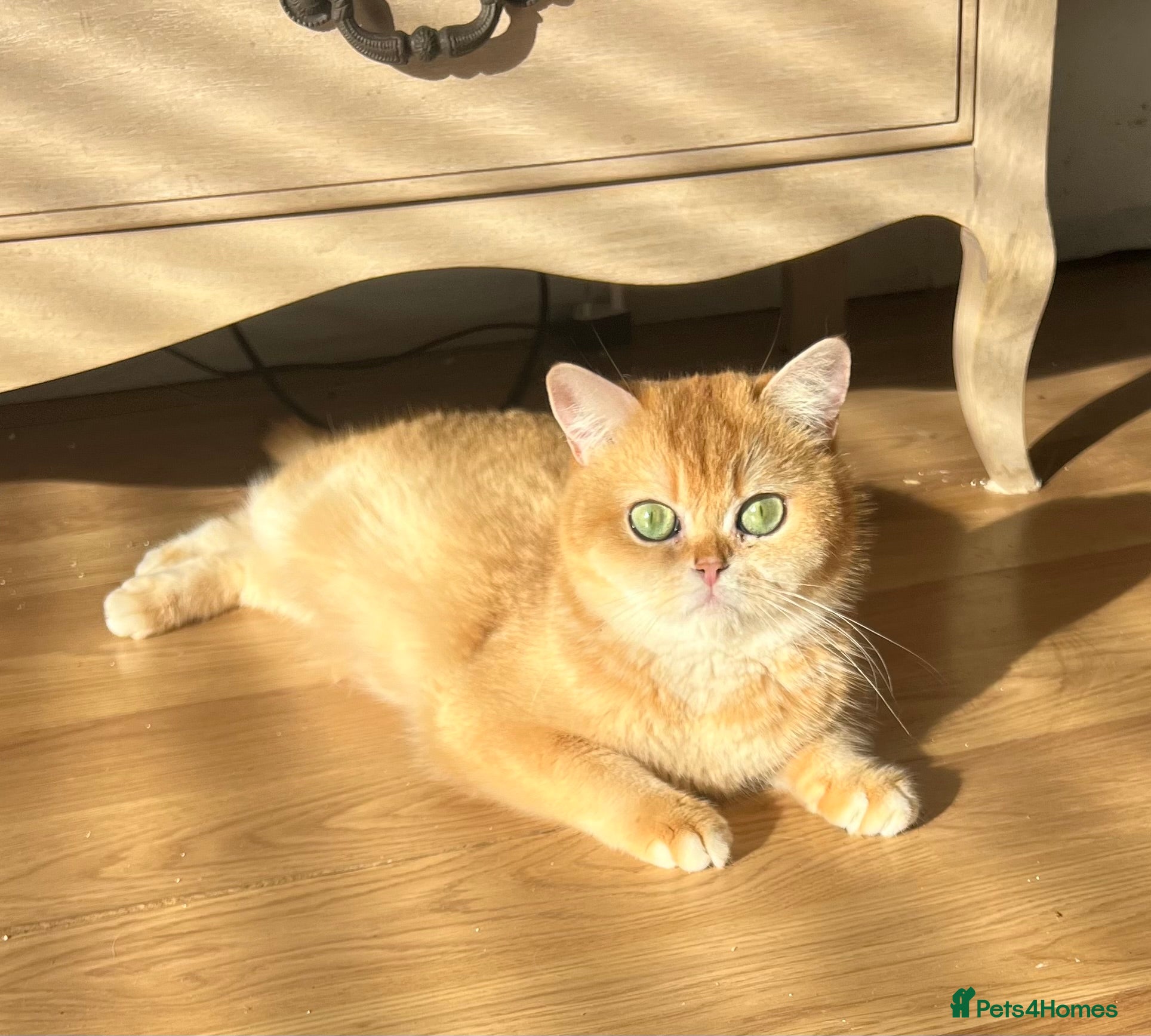 British Shorthair cats 🏆 Golden NY12 British Shorthair Girl 🏆 - Advert 1