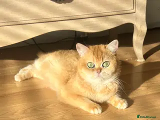 British Shorthair cats 🏆 Golden NY12 British Shorthair Girl 🏆 - Advert 1