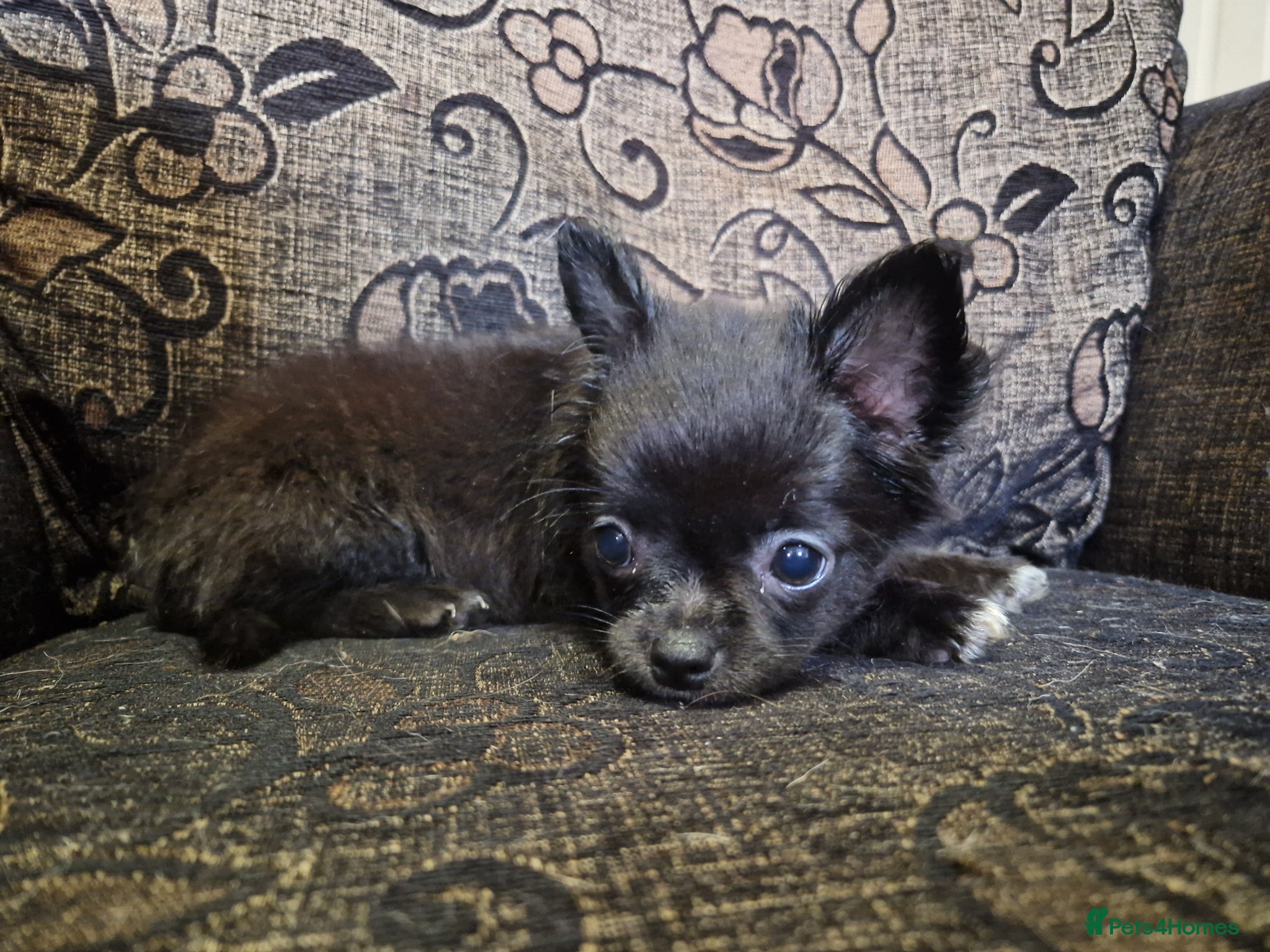 Chihuahua dogs 4 dark brown/black chihuahuas  - Advert 1