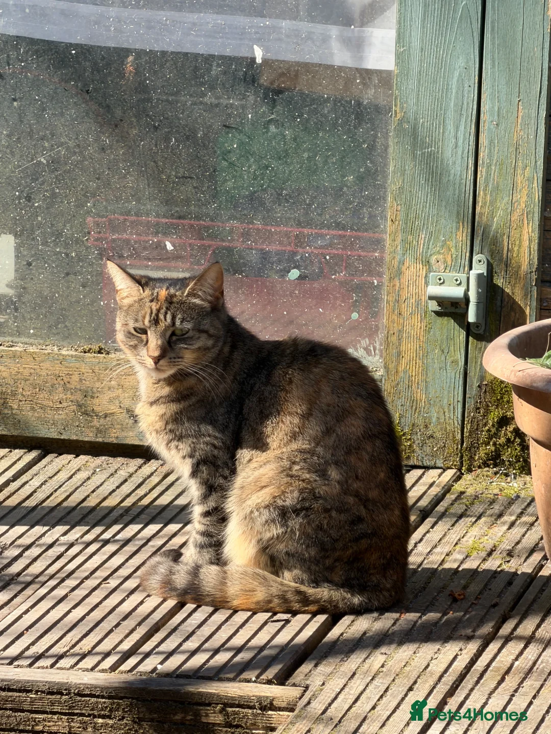 Mixed Breed cats for sale: Sibling Cats (Male/Female) Require Rehoming in London - Advert 2