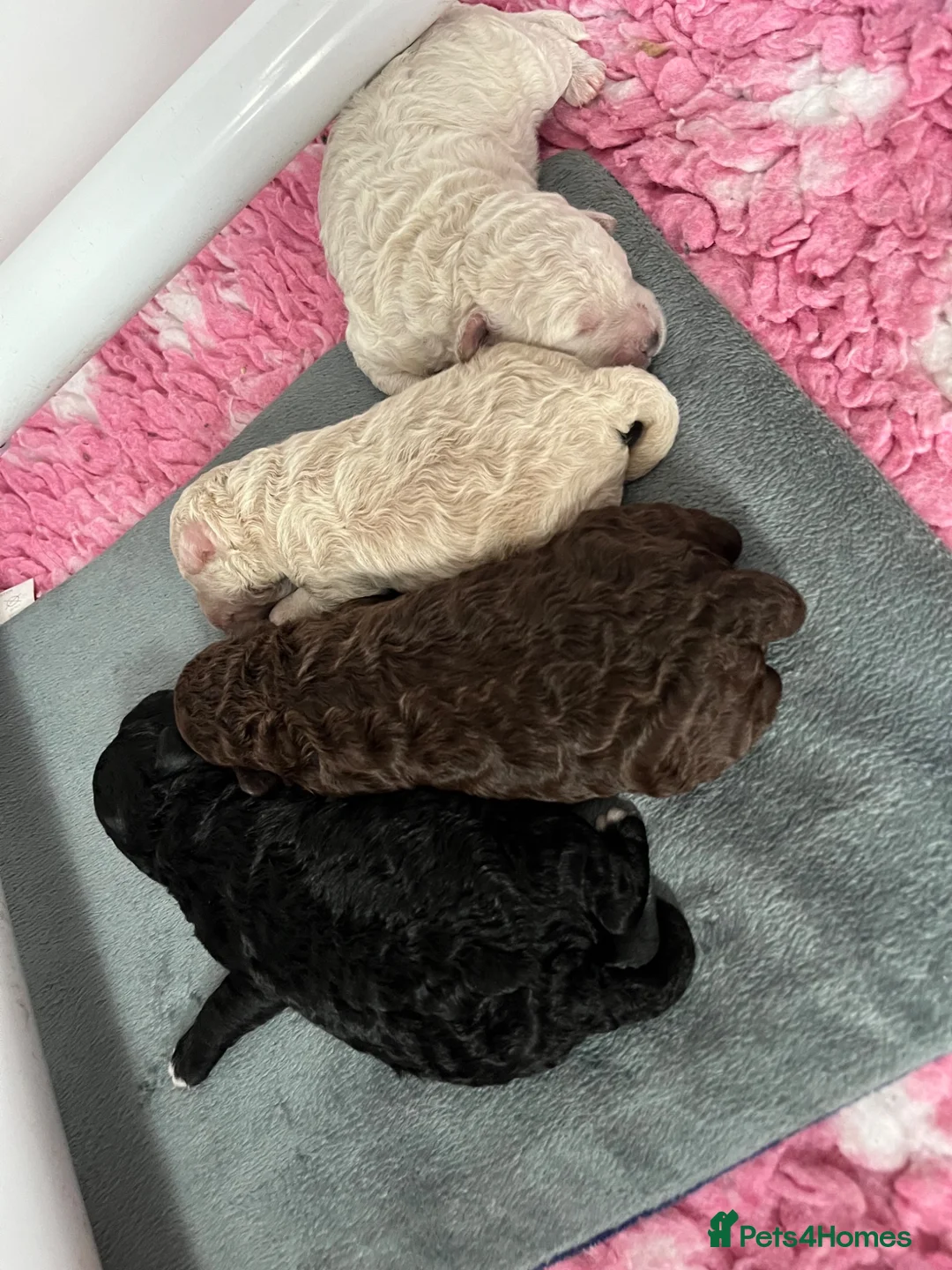 Mixed Breed dogs for sale: Intervariety Brown phantom Male Poodle  in Rugeley - Advert 24