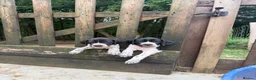 Pointer dogs for sale: English Pointers for sale  - Advert 3