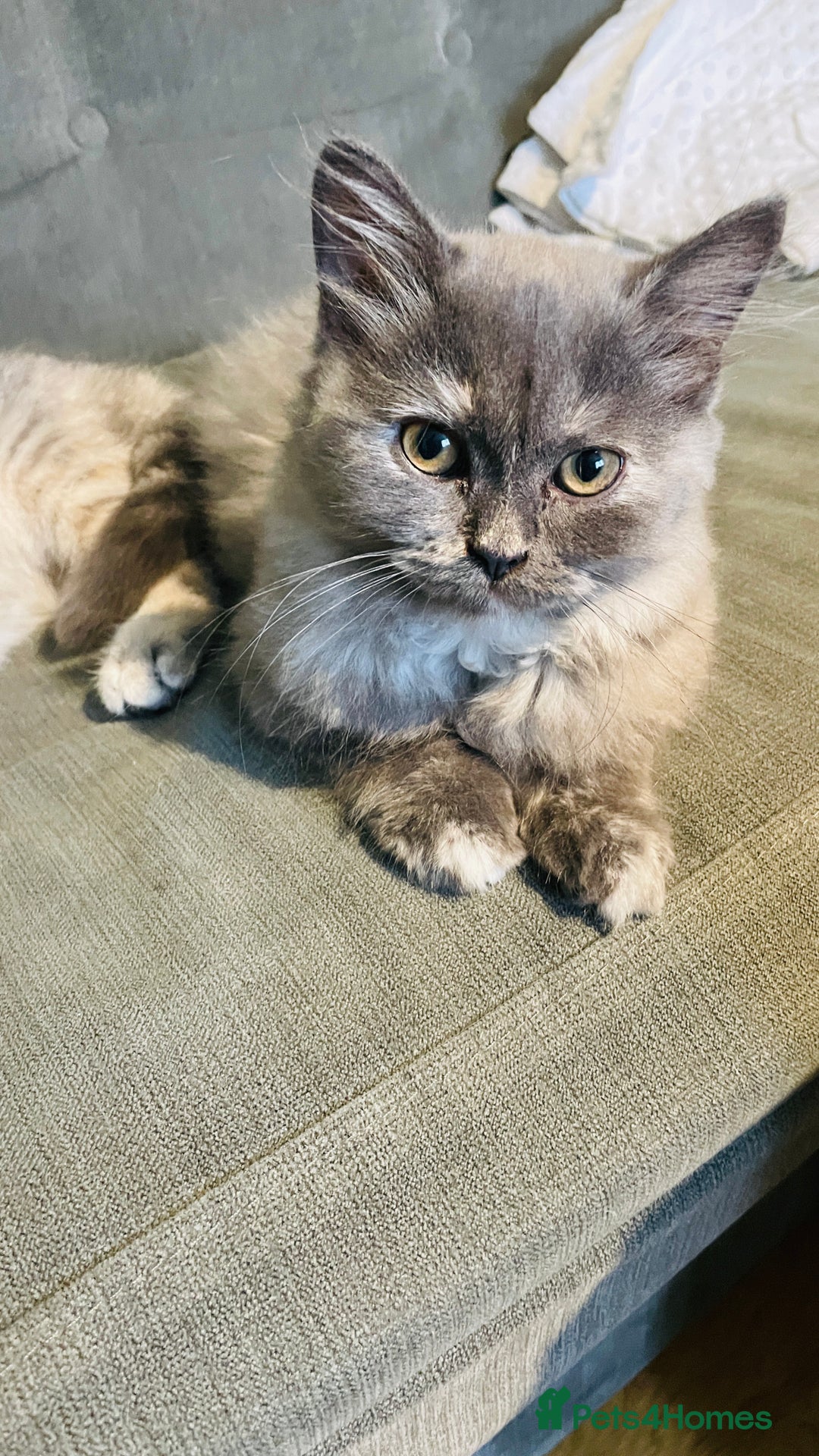 Scottish Fold cats for sale: Scottish straight girl and boy ready to go - Image 4
