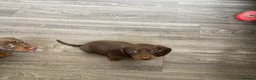 Dachshund dogs for sale: Very small miniature dachshund girl - Advert 14