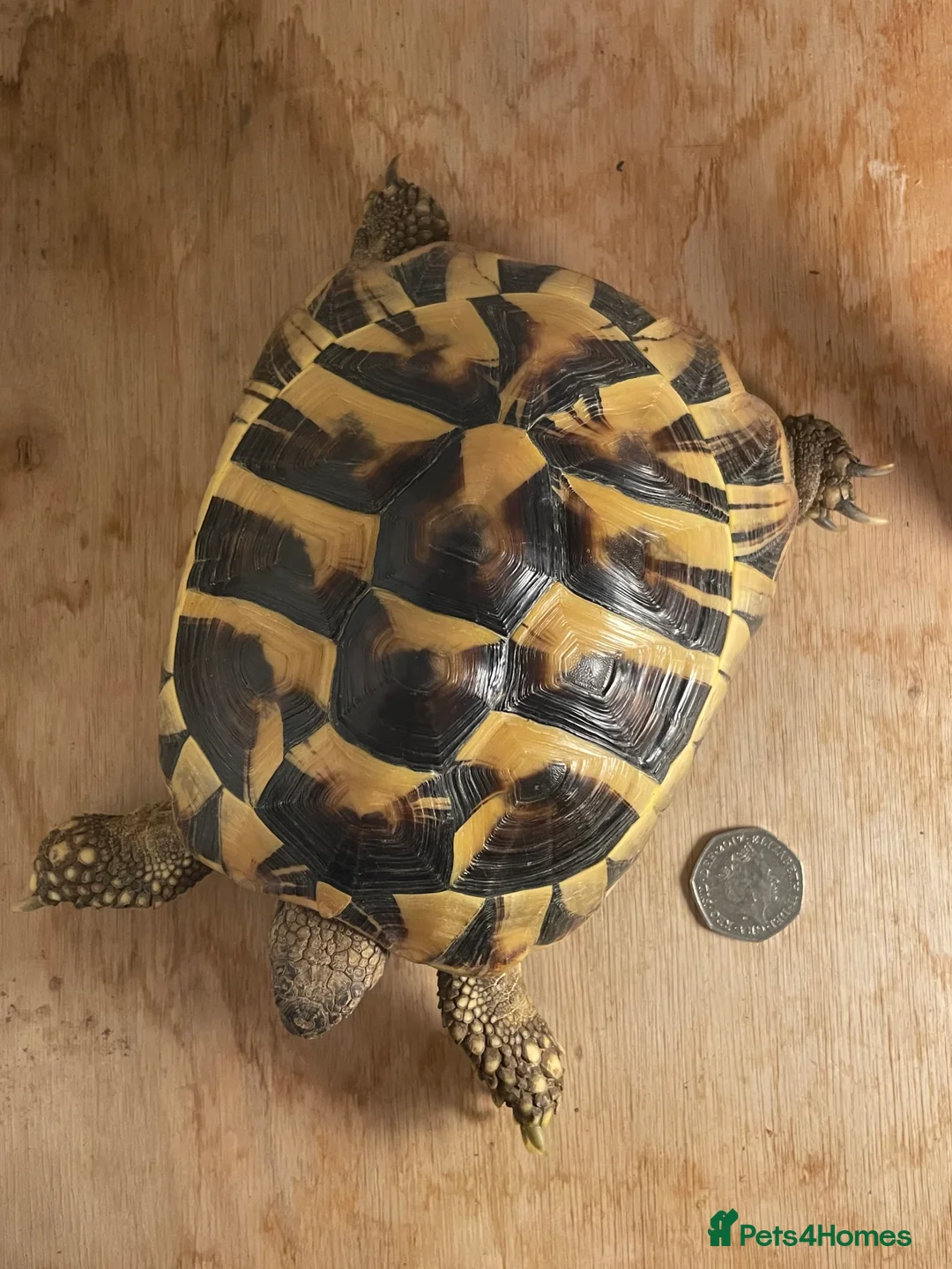 Hermann Tortoise reptiles for sale: Comet the Hermanns Tortoise - Advert 3