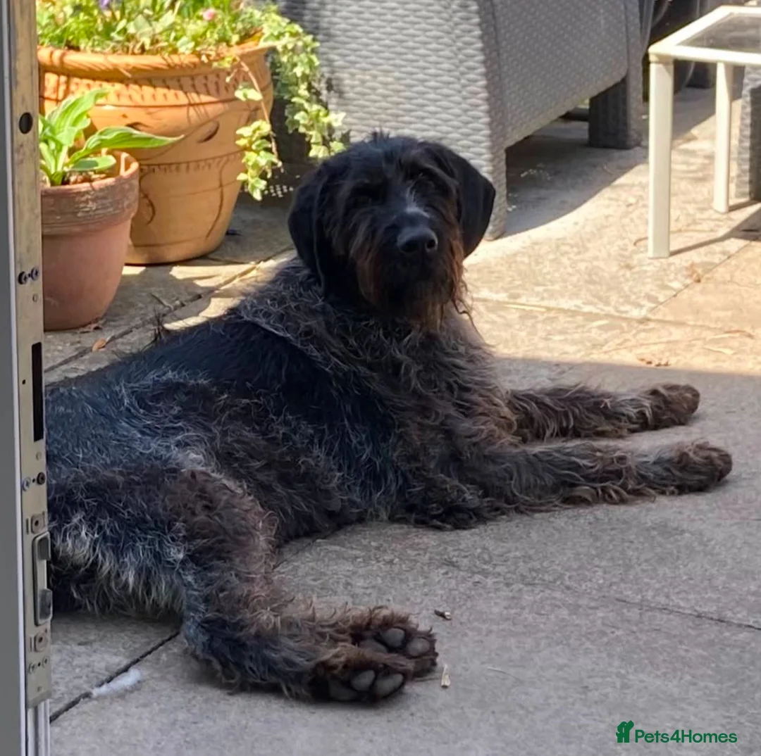 German Wirehaired Pointer dogs for adoption: Gorgeous German Wirehaired Pointer Orla - Advert 1