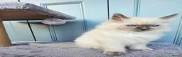 Ragdoll cats for sale: Adorable Kittens Looking for Their Forever Homes🐾 in Macclesfield - Advert 5