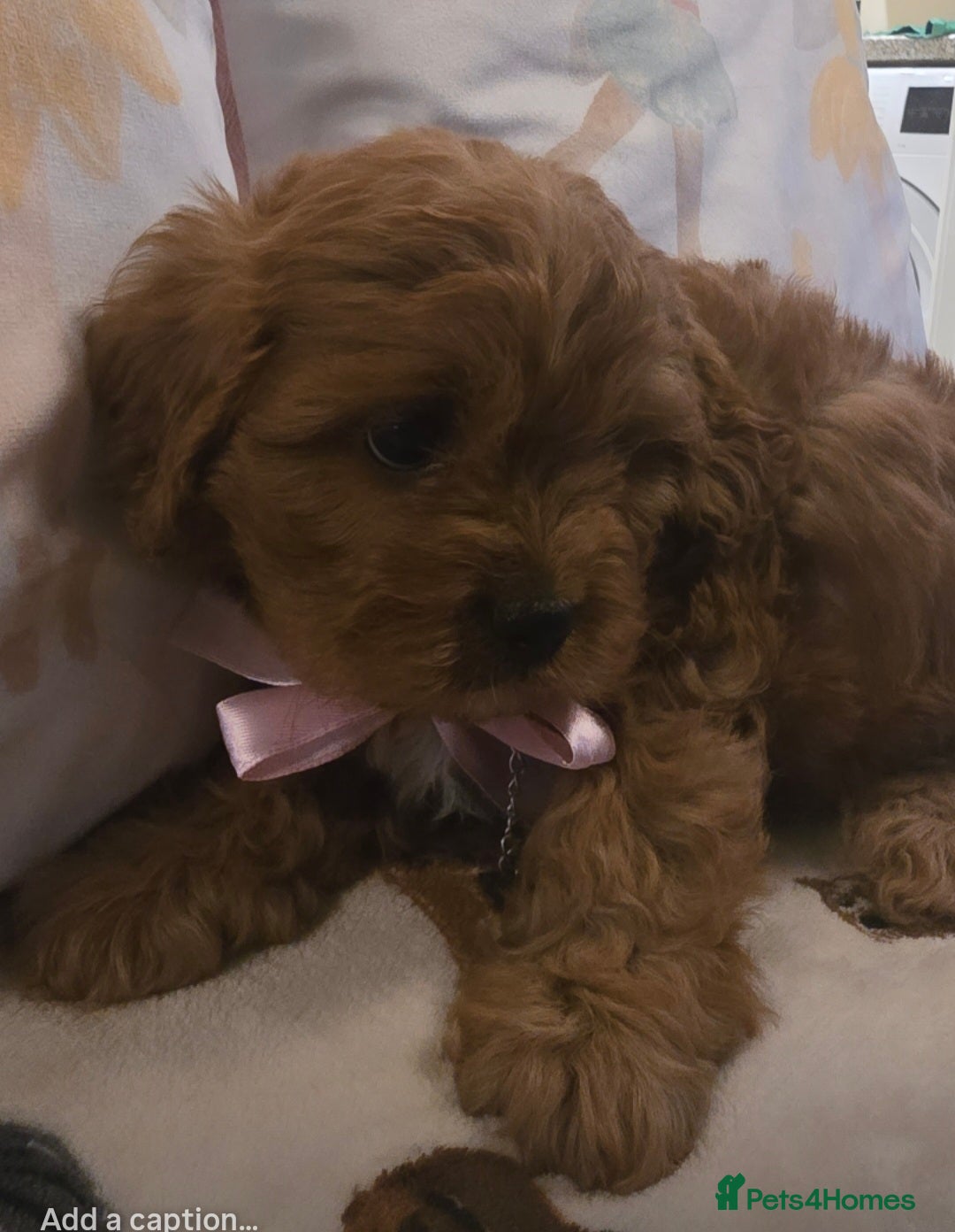 Cavapoo dogs for sale: Ruby red cavapoo puppies - Image 11