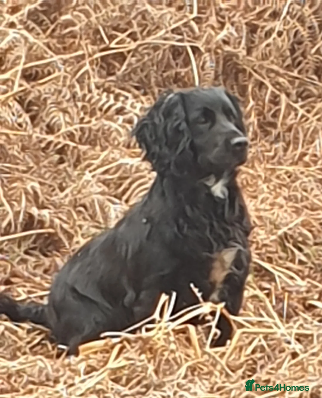Cocker Spaniel dogs for sale: Cocker spaniel pups - Advert 9