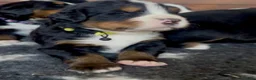 Bernese Mountain Dog dogs for sale: Bernese mountain pups  - Advert 4