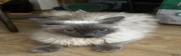 Birman cats for sale: Birman cat - Advert 4