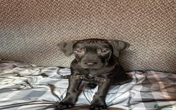 Presa Canario dogs for sale: Presa canario pup for sale - Image 3