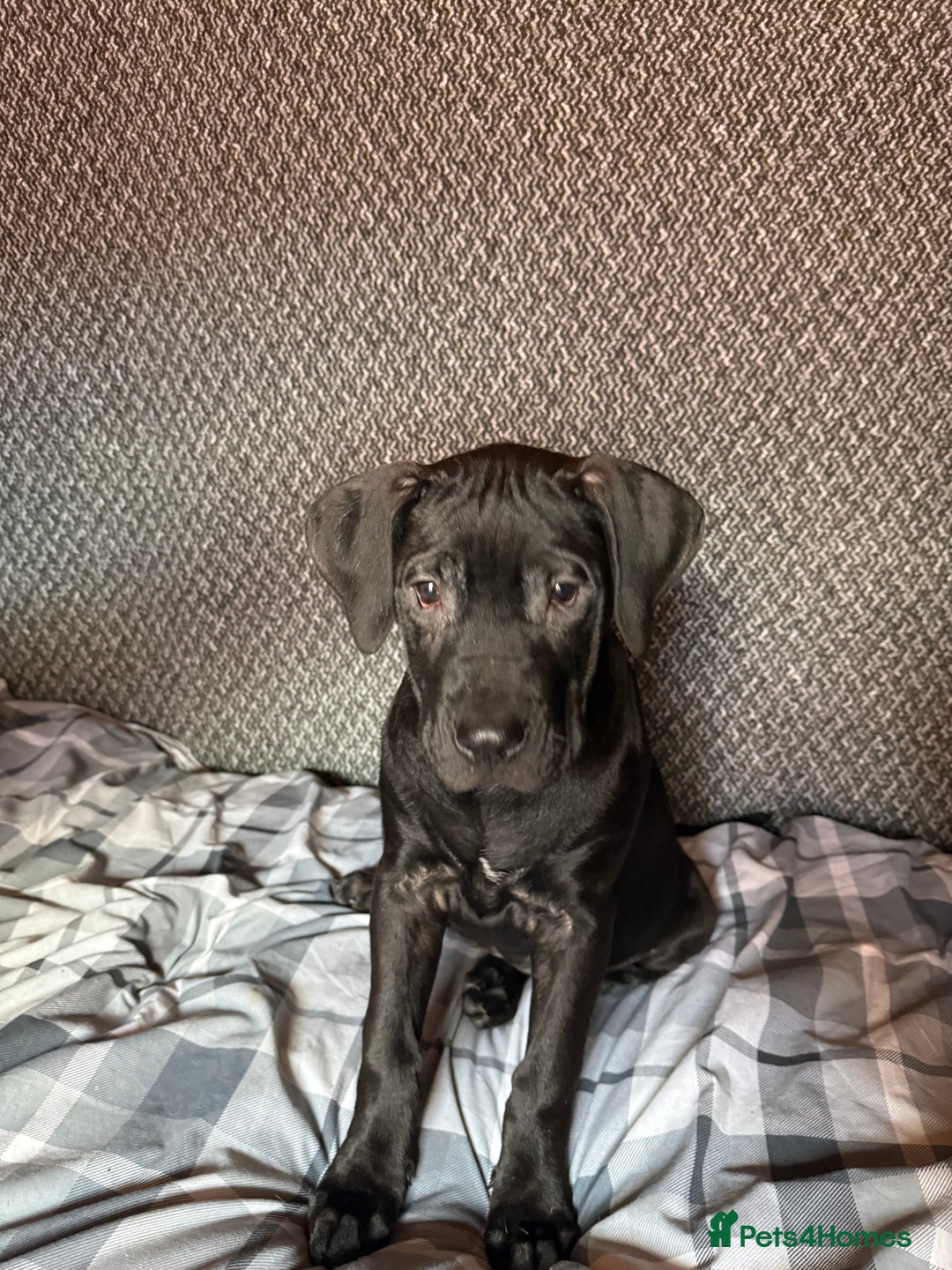 Presa Canario dogs for sale: Presa canario pup for sale - Image 3