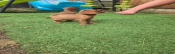 Cavalier King Charles Spaniel dogs for sale: Beautiful pups - Advert 2