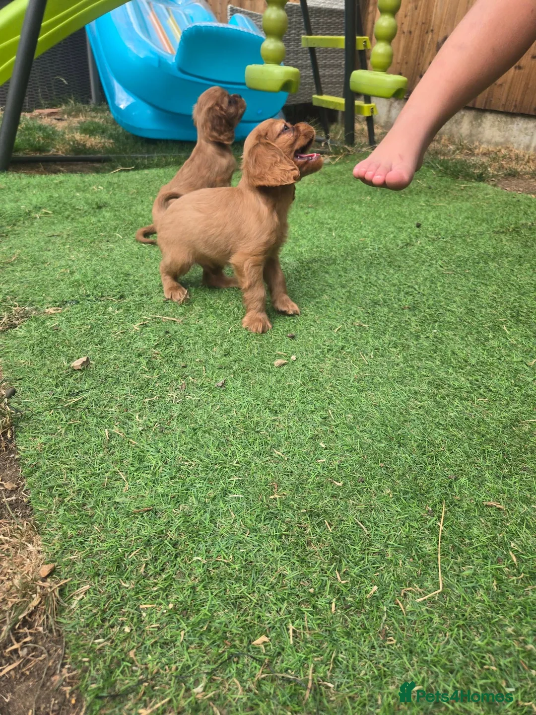 Cavalier King Charles Spaniel dogs for sale: Beautiful pups - Advert 2