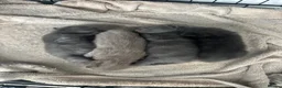 British Shorthair cats for sale: Baby British blue kittens 3 male 1 female  - Advert 1
