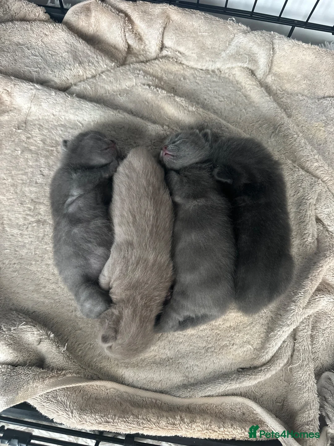 British Shorthair cats for sale: Baby British blue kittens 3 male 1 female  - Advert 1