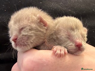 Burmese cats - Advert 4