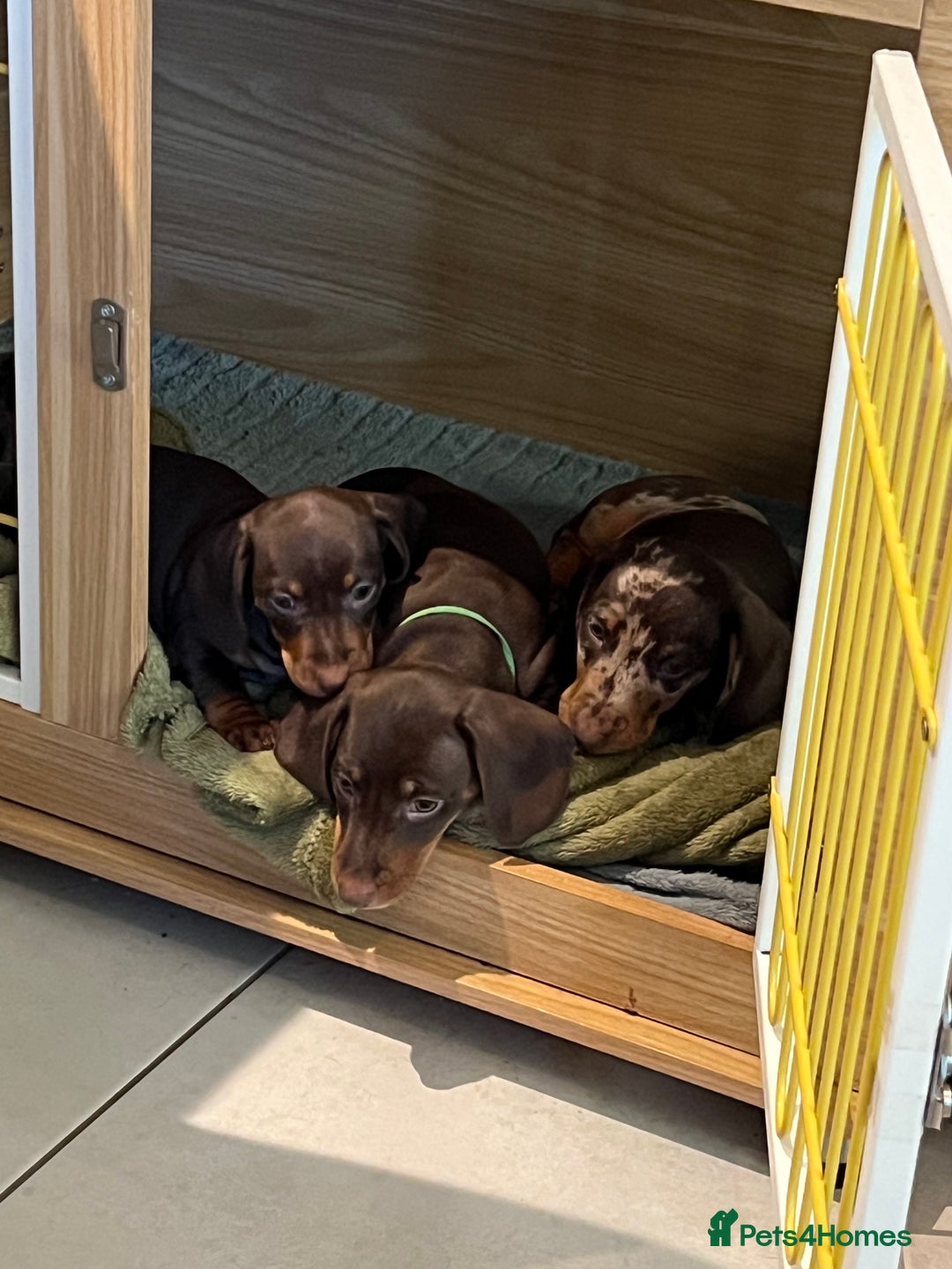 Dachshund dogs for sale: Dachshund puppies x 2 males  - Advert 6