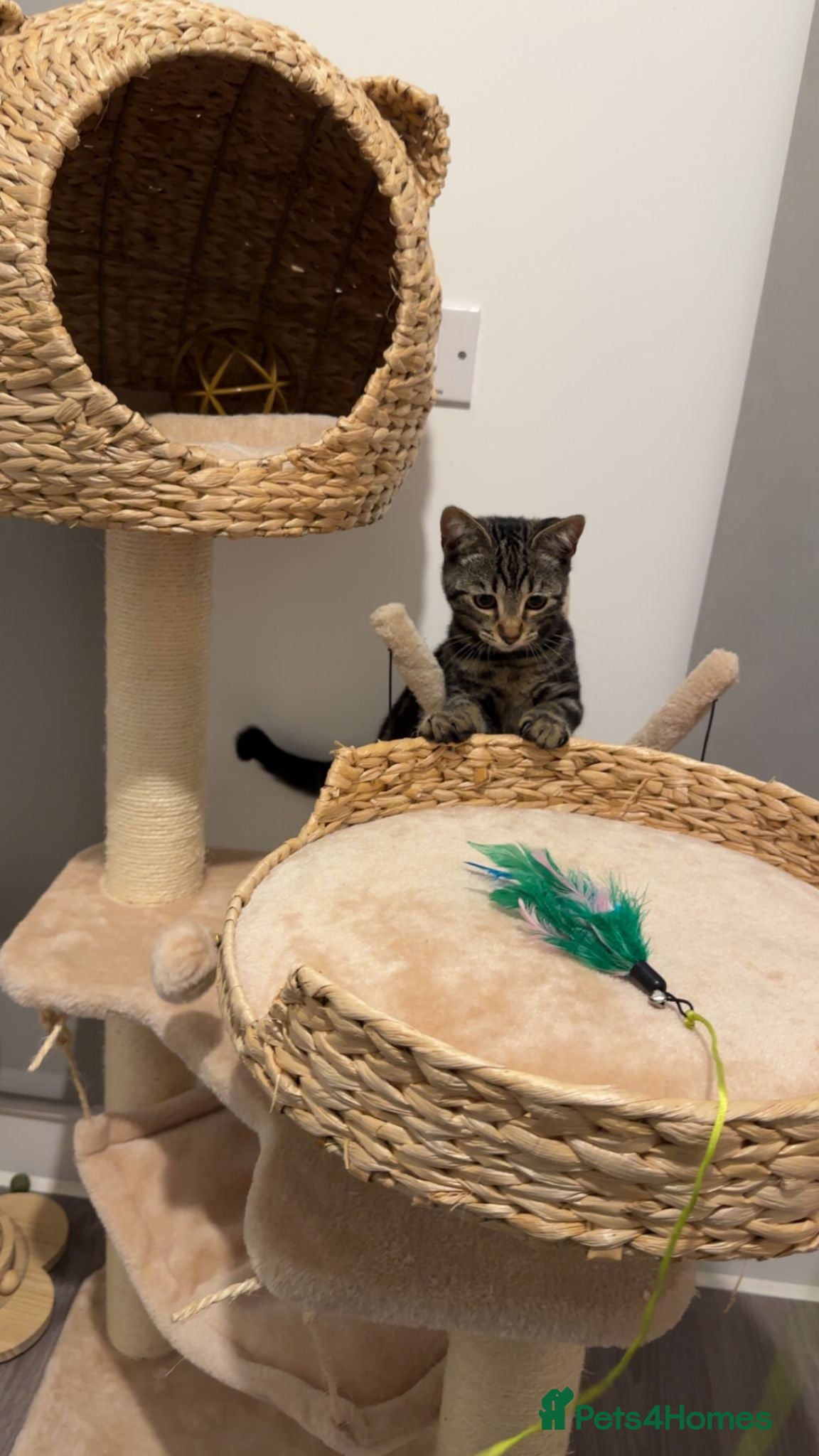 Mixed Breed cats 21 week old male kitten  - Advert 1