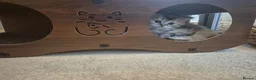 British Longhair cats for sale: Cutest BLH girl - Advert 7