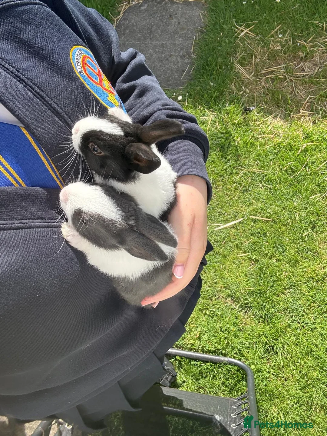 Dutch rabbits for sale: Dutch Rabbits - Advert 2