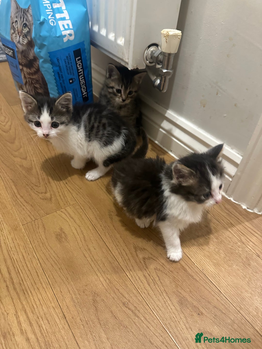 Mixed Breed cats for sale: Persian mixed bread kittens  - Advert 11