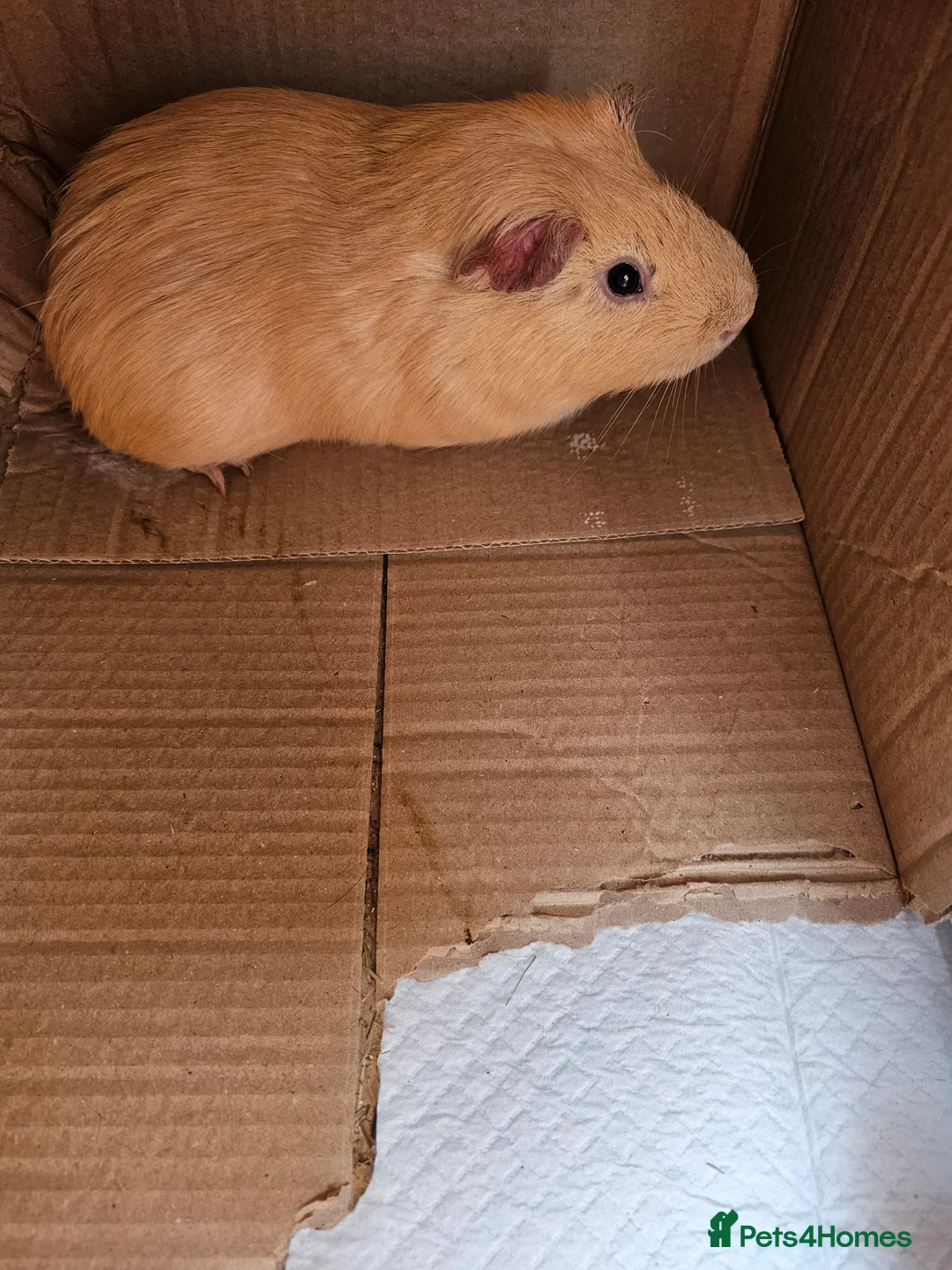 Guinea Pig rodents for sale: 2x Boy Guinea Pigs 5 months old  - Advert 6