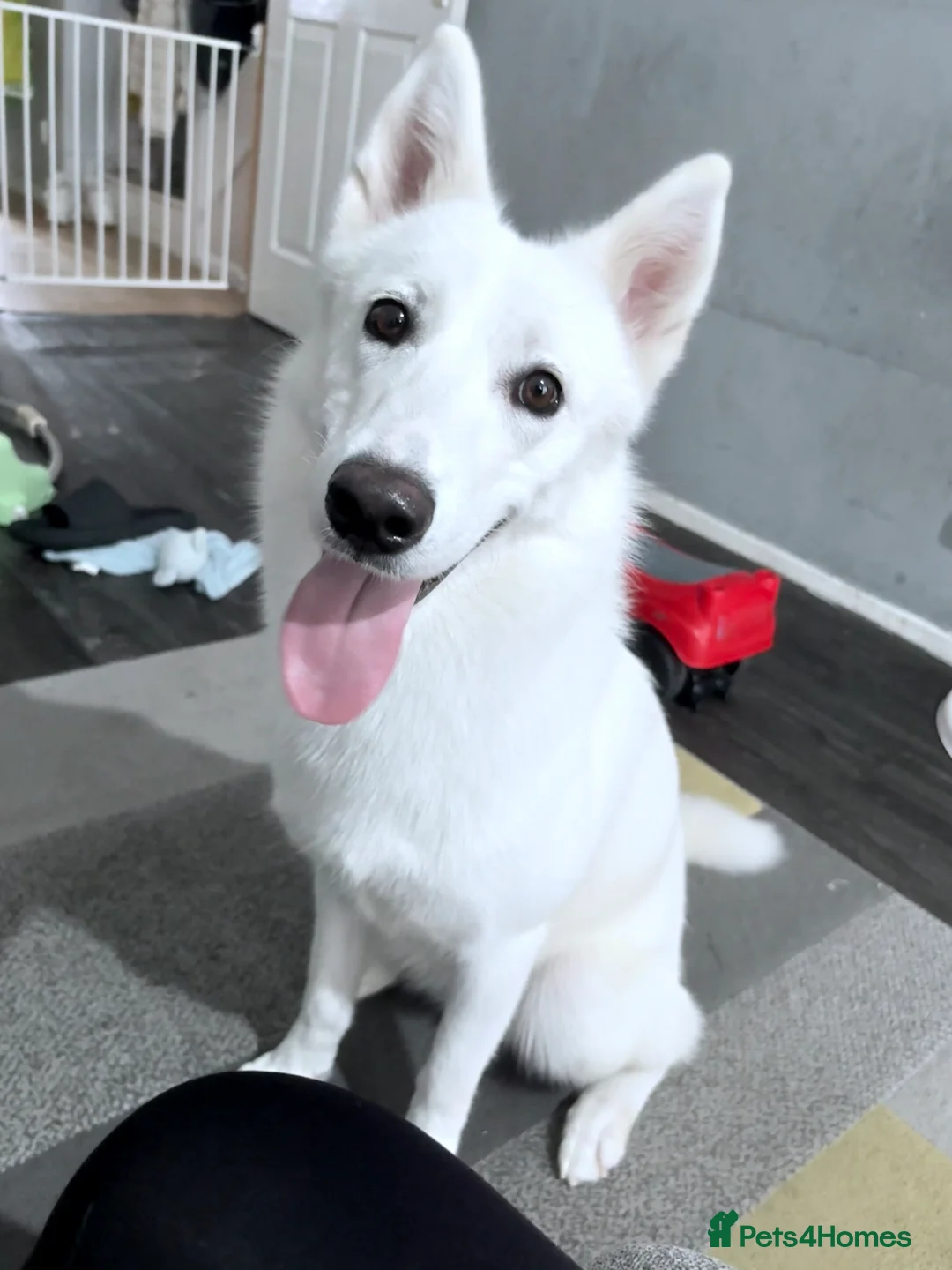 Siberian Husky dogs for sale: Siberian husky (female) 1 year old - Advert 3