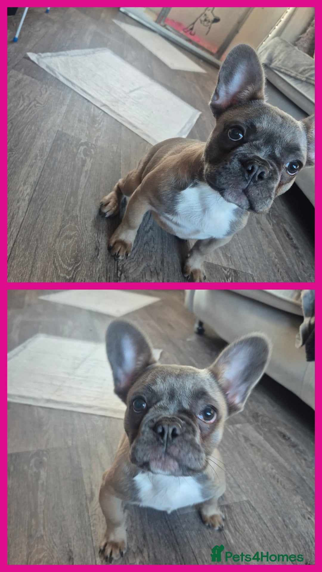 French Bulldog dogs for sale: French Bulldog Puppy - Advert 5