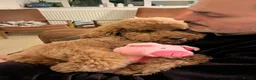Labradoodle dogs for sale: Beautiful Red Labradoodle Puppies - Advert 8